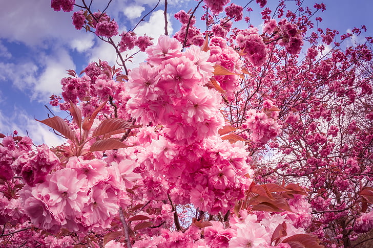 stabala japanske trešnje, cvijeće, roza, drvo, cvijet stablo, proljeće, Japanski cvatnje višnje