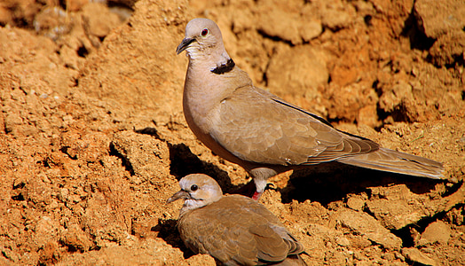 baby, Collared, duiven (Columbidae), duif, voeding, duiven, vogels