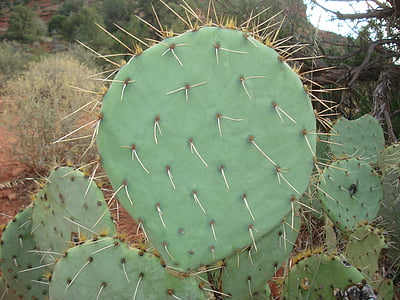 kaktus, pichlavý, hruška, opuncie, opuncie, zelená, přírodní