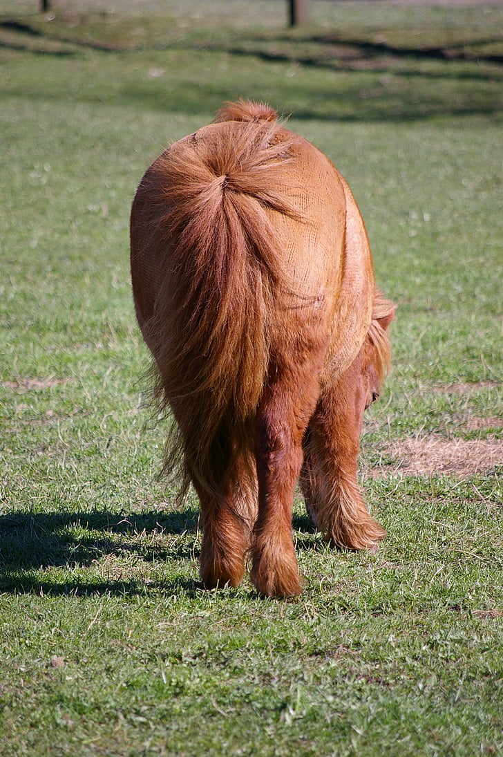 pony, paard, kleine, pony staart, vindrufs, versleten, bruin