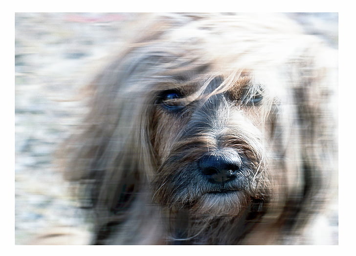 Terrier, canino, terrier tibetano, mascota, animal, perro, Retrato