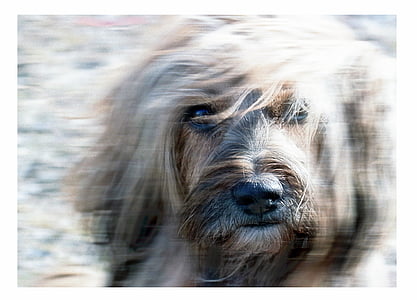 Terrier de, canina, terrier tibetà, animal de companyia, animal, gos, Retrat