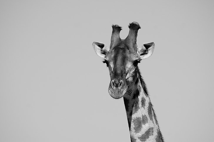 жираф, сафари, главата, Африка, африкански, Зоологическа градина, бозайник