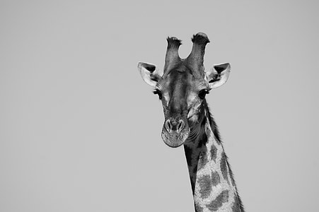 girafe, Safari, tête, l’Afrique, africain, Zoo, mammifère