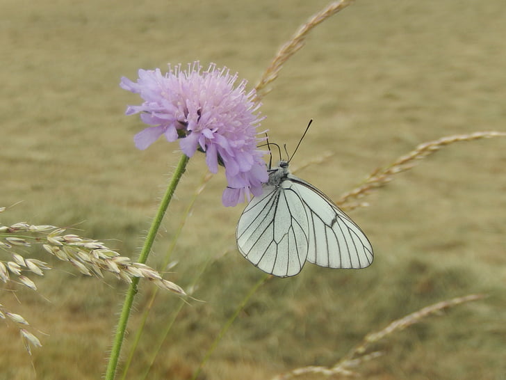 butterfly, nature, field