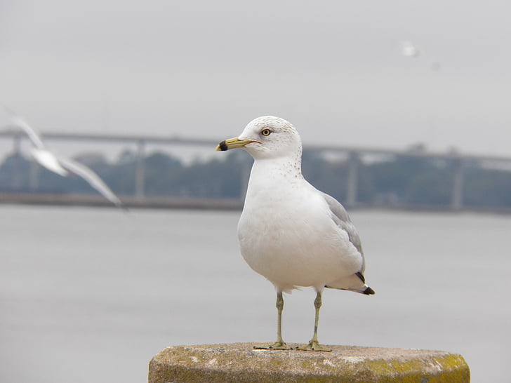 Sea gull, uccello, oceano, aria, ala, animale, fauna selvatica