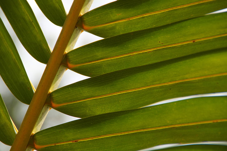 Palm, растителна, Грийн, листа, зеленина, природата, макрос