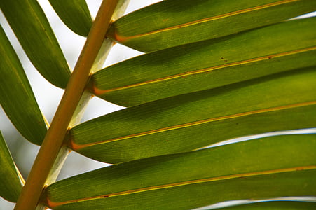 palm, plant, green, leaves, foliage, nature, macro