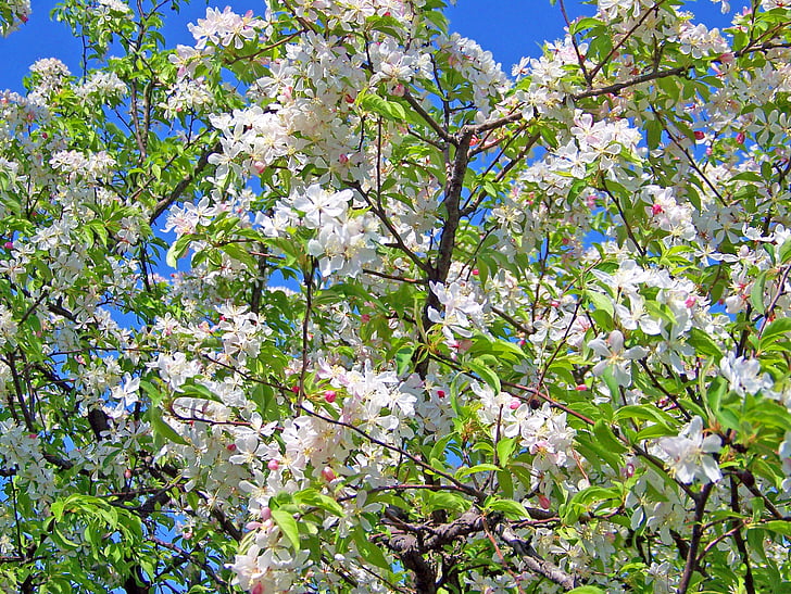 Blossoms, blommor, vit, Cherry, Japanska, träd, grenar