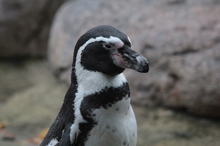 Humboldt penguin, Penguin, spheniscus humboldti, peruanske penguin, manchot de humboldt, pingüino de humboldt, Jackass pingviner