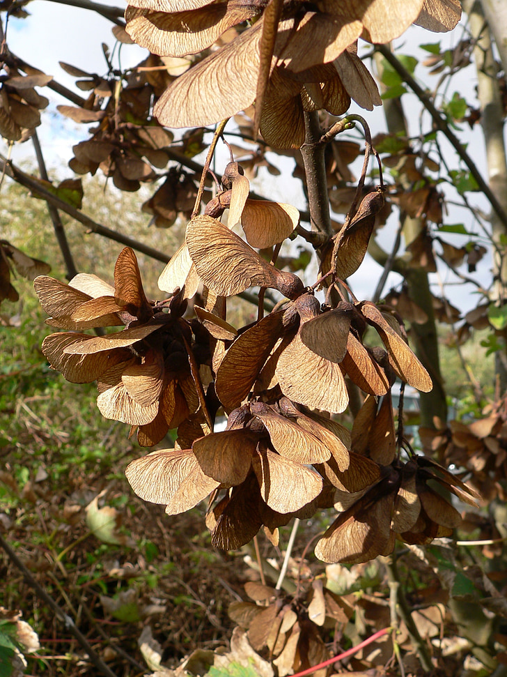 Maple siemenet, fluegelfruechte, Syksy, Metsä, Park, Art, syksyllä