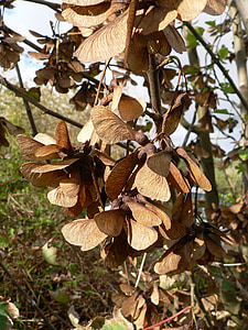 maple seeds, fluegelfruechte, autumn, forest, park, art, fall