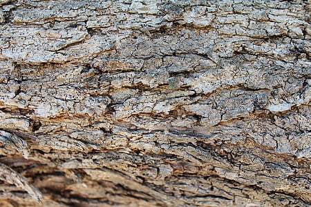 bark, wood, texture, nature, decoration