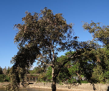 pongamia pinnata, pohon beech yang berusia India, honge, karanji, Pongam, sadhankeri, India