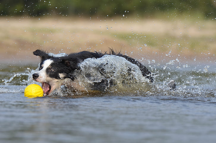 lustig, Border-collie, springen, Wasser, britische sheepdog, Sommer