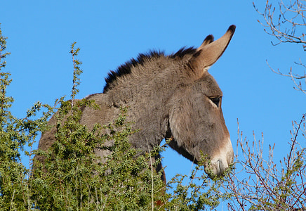 Donkey, động vật, ngựa, đầu, động vật có vú, mạnh mẽ, tai dài