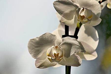 orhideja, cvet, cvet, blizu, rastlin, Phalaenopsis, bela