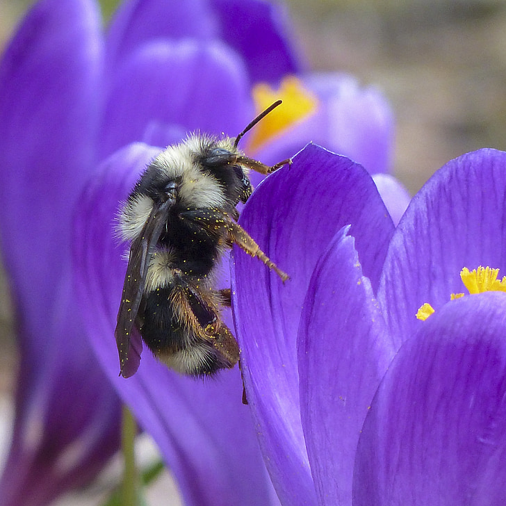 bumble bee, purple, crocus, plant, flower, spring, season