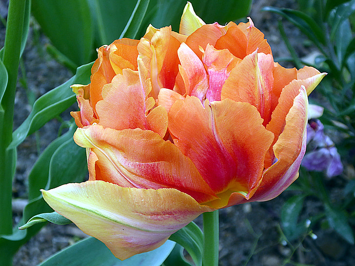 flor, Tulipa, lírio, Tulipa dupla, laranja, Tulip no início