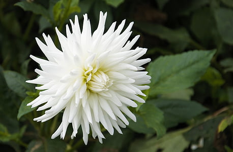 dahlia, white, flower, floral, plant, head, blooming