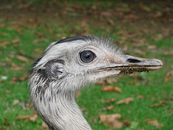 EMU, vadon élő állatok, madár