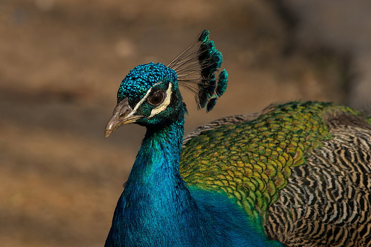 peacock, bird, zoo, animal, feather, blue, pride
