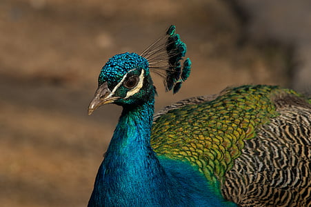 Peacock, lintu, Zoo, eläinten, sulka, sininen, ylpeys