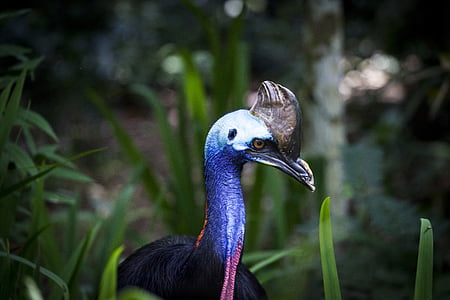 cassowary, flightless bird, bird, bouquet, ostrich, close