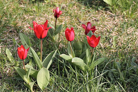 Prairie de printemps, tulipes, rouge, Bloom, Meadow, fleurs de printemps, l’éveil du printemps