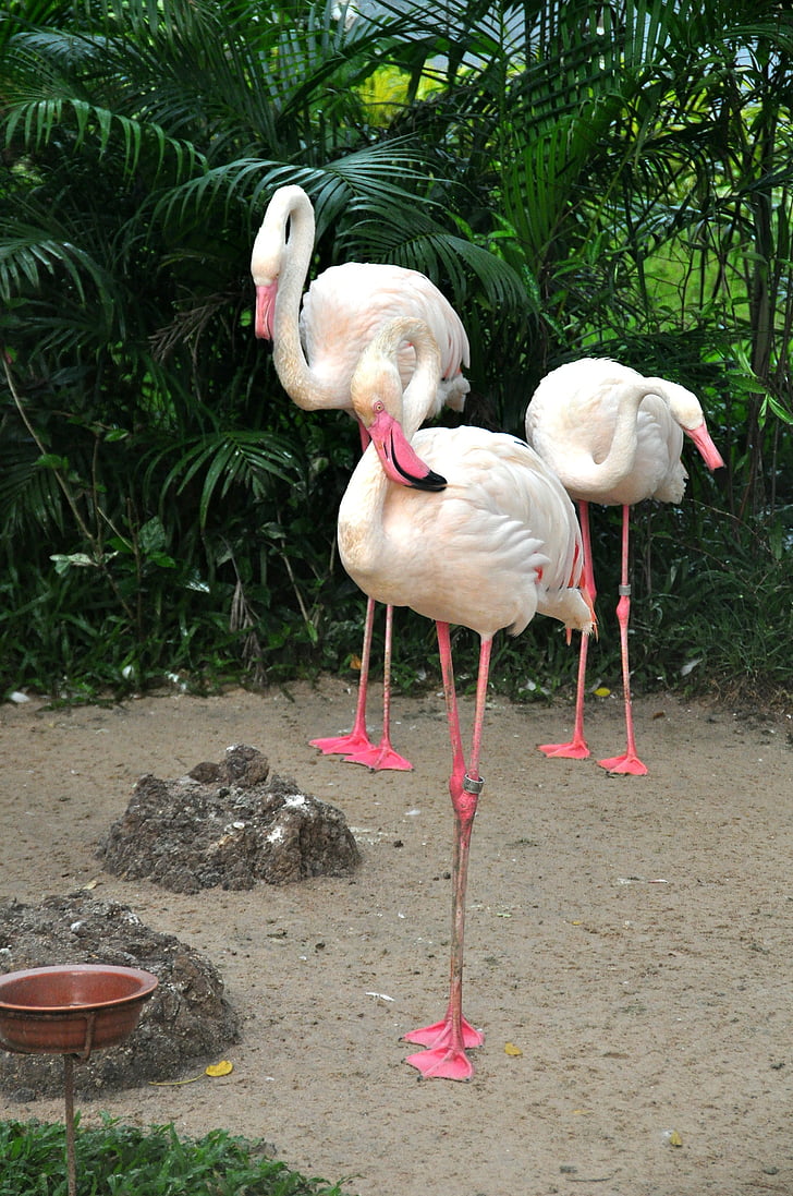 Flamingo, růžový plameňák, ptáci, Zoo, Příroda
