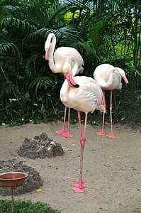 flamingo, pink flamingo, birds, zoo, nature