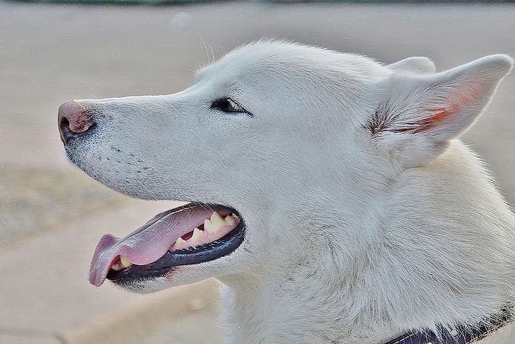 câine, Alaska, hoskies, câini, Iditarod, alb, drăguţ
