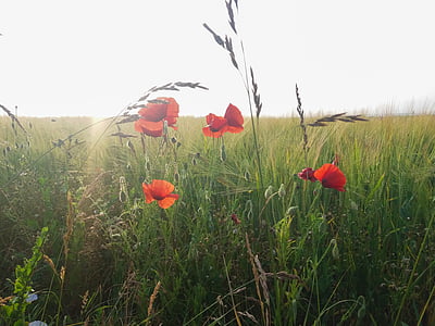 poppy, field, summer, wheat, flower, nature, red