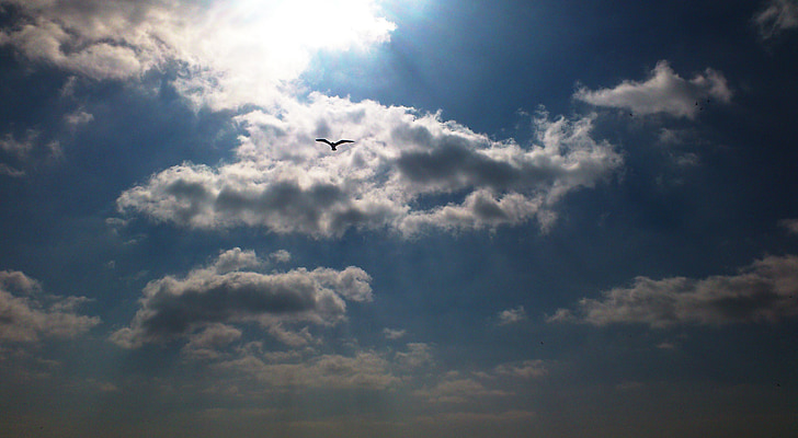 sky, the sky, clouds, bird, seagull