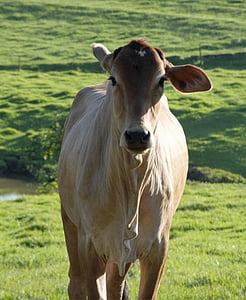 vacă, boi, vite, animale, mânzat, câmp, Roça