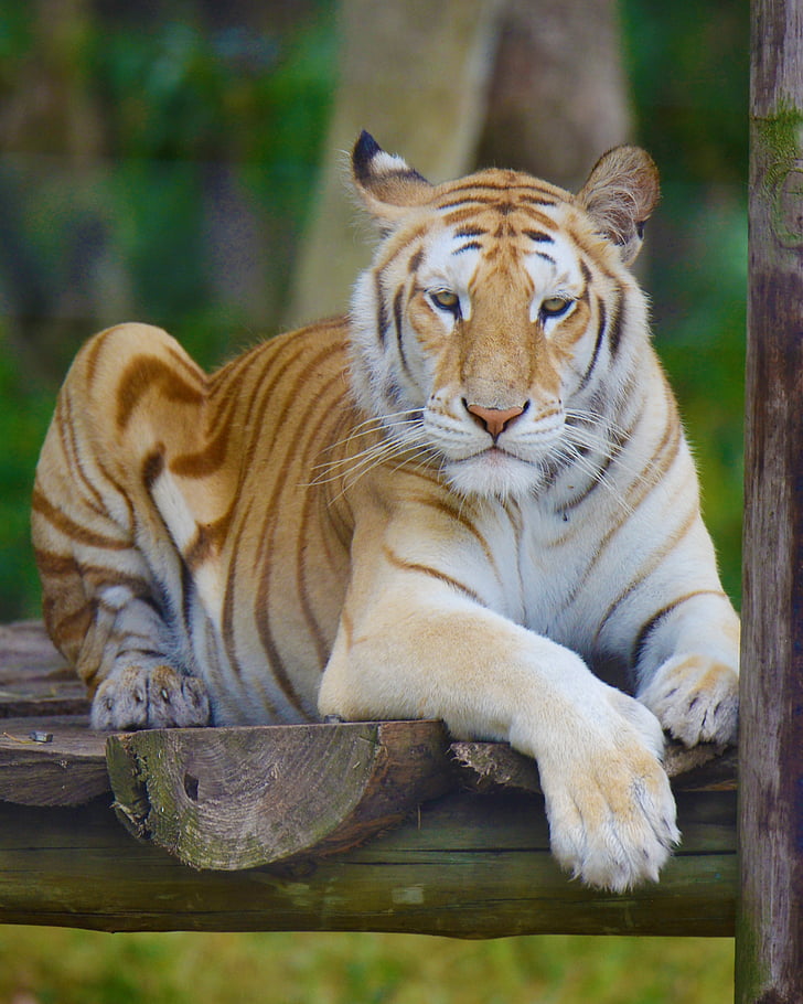 tijger, Zuid-Afrika, seaview Leeuwenpark, dier, dieren in het wild, natuur, zoogdier