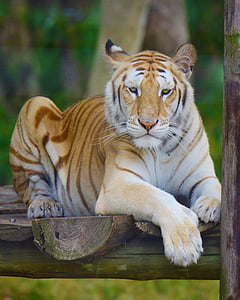 tigras, Pietų Afrika, Seaview Liūtas park, gyvūnų, Laukiniai gyvūnai, Gamta, žinduolis