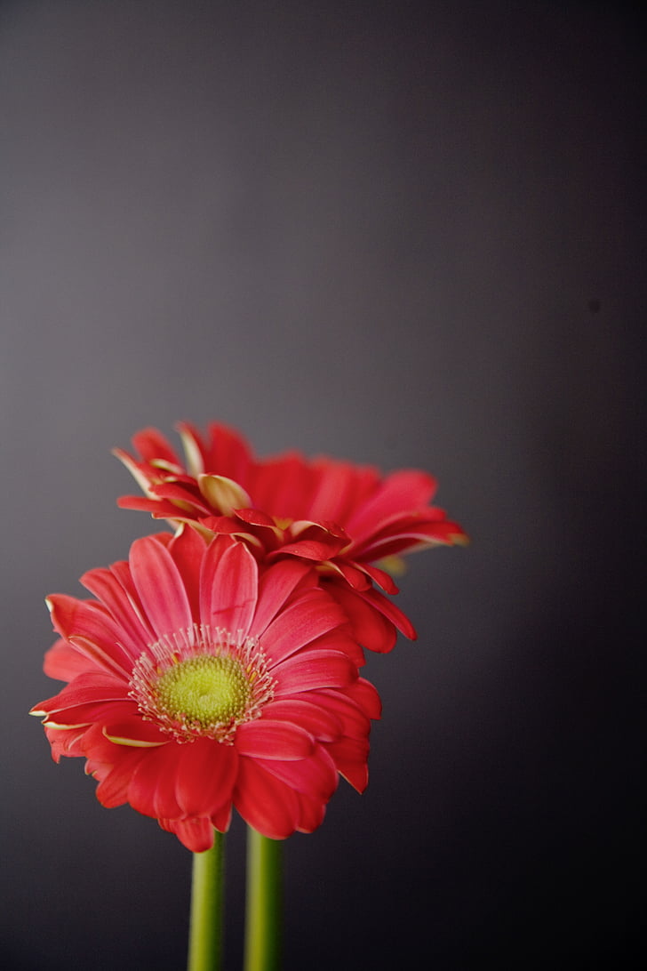 Gerbera, Hoa, màu đỏ, màu đen, Blossom, nở hoa, lãng mạn