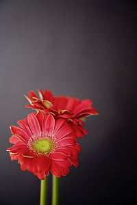 Gerbera, kukat, punainen, musta, Blossom, Bloom, romanttinen
