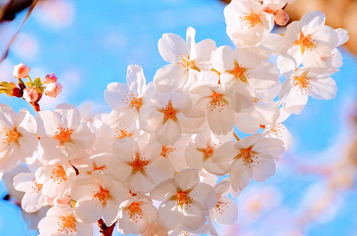 Kirsche, Frühling, Japan, blauer Himmel, in voller Blüte, Rosa, niedlich