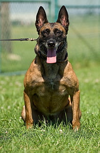 malinois belgický, pes, psie, Služba, vojenské, posedenie, portrét