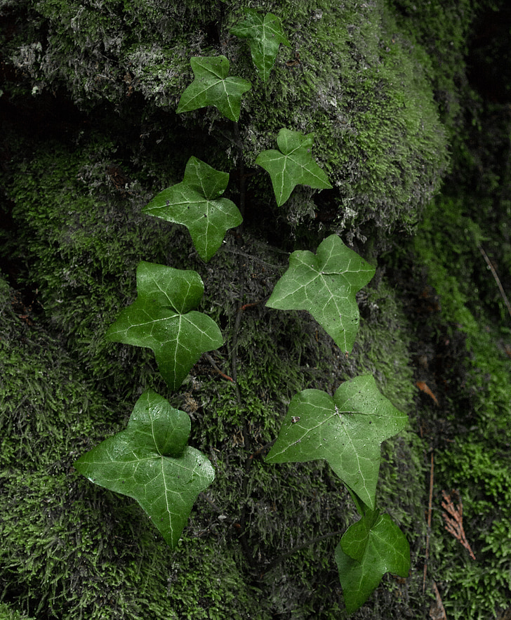 Ivy, vihreä, Luonto, kasvi, lehti, luonnollinen, lehdet