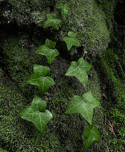 ivy, green, nature, plant, leaf, natural, leaves