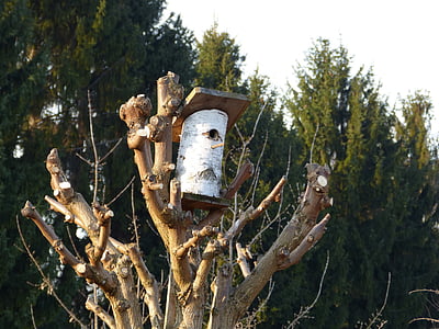 tree, nest, aviary, nesting box, nature, hatchery