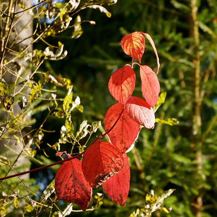 autunno, rosso, ramo, albero a foglie decidue, curvo, difettoso
