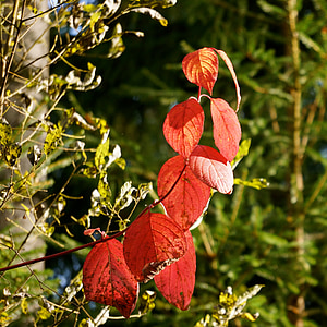 herfst, rood, tak, bladverliezende boom, gebogen, defecte