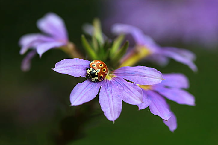 Gamta, gėlė, ventiliatorius gėlė, scaevola aemula, violetinė, Biedronka, macroaufnahme
