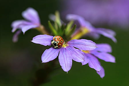 nature, flower, fan flower, scaevola aemula, purple, ladybug, macroaufnahme