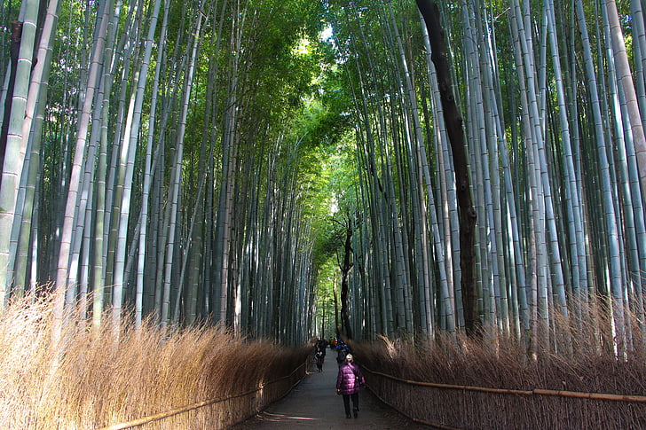 Bamboo, skogen, Kyoto