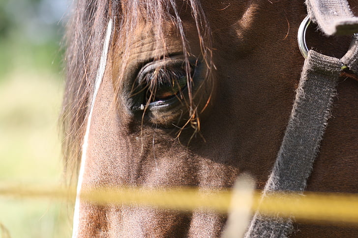 paard, ogen, binnenlandse, bruin